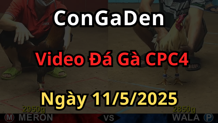 Clip Đá Gà CPC4 bồ an giang ngày 11/5/2025 đầy đủ